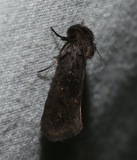 Acrolophus propinqua