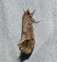 Acrolophus texanella