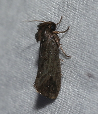 Acrolophus propinqua