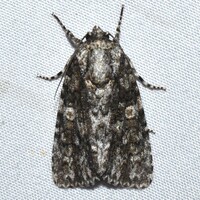 Acronicta afflicta