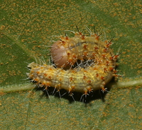 Acronicta brumosa