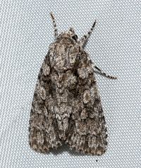 Acronicta brumosa