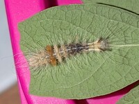 Acronicta impleta