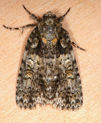 Acronicta increta