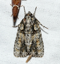 Acronicta increta