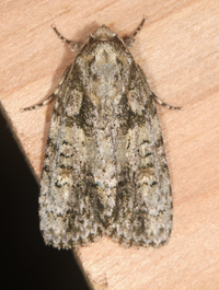 Acronicta increta