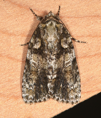 Acronicta increta