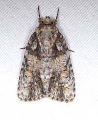 Acronicta increta