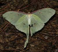Actias luna