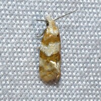 Aethes argentilimitana