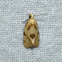 Aethes unidentified species