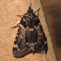 Aglossa caprealis
