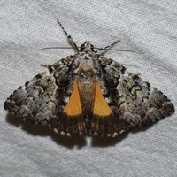 Allotria elonympha