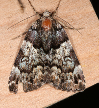 Allotria elonympha