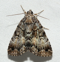 Allotria elonympha