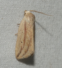 Amolita fessa