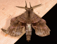 Amorpha juglandis