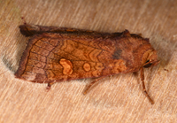 Amphipoea unidentified species