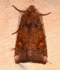 Amphipoea unidentified species