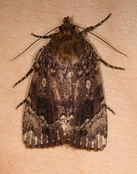 Amphipyra pyramidoides