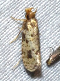 Amydria unidentified species