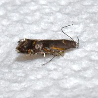 Anacampsis New Species one