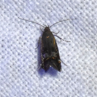 Anacampsis New Species one