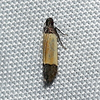 Anacampsis coverdalella