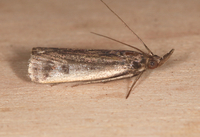 Anacostia tribulella