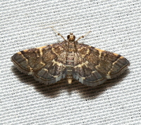 Anageshna primordialis