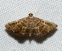 Anageshna primordialis