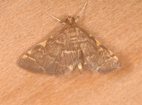 Anageshna primordialis