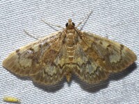 Anania coronata complex