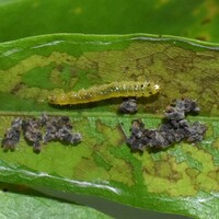 Ancylis divisana