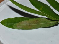 Ancylis divisana