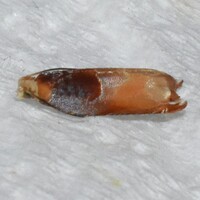Ancylis divisana