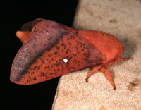 Anisota stigma