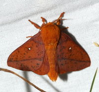 Anisota stigma