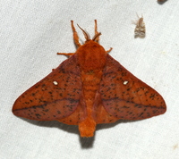 Anisota stigma