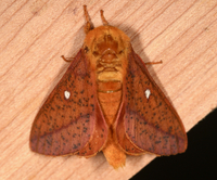 Anisota stigma