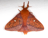 Anisota stigma