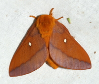 Anisota virginiensis