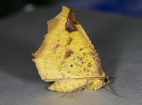 Antepione thisoaria