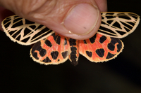Apantesis virgo