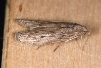 Aphomia terrenella