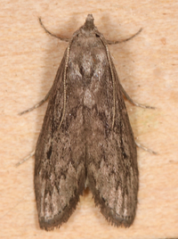 Aphomia terrenella
