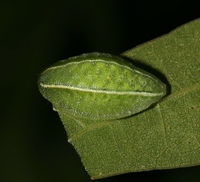 Apoda biguttata