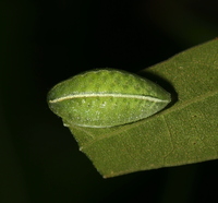 Apoda biguttata