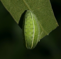 Apoda biguttata