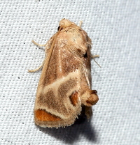Apoda biguttata